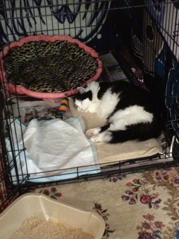 10.9.12 in crate.jpg