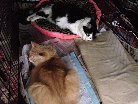 10.9.12 resting.jpg