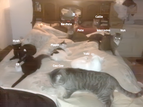 You Know You Need A Bigger Bed When Covered In Cat Hair