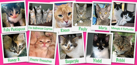 2010 Rescues Group 1 copy.jpg