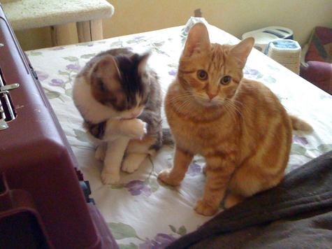 Cat Does Not Keep Solid Food Cat Does Not Keep Solid Food