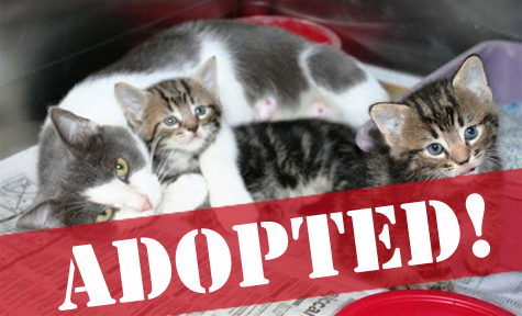 3651b_sm_adopted copy.jpg
