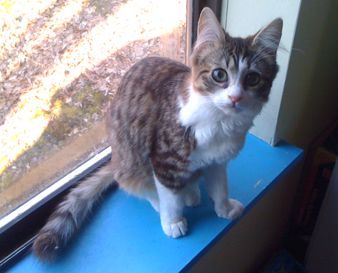 3.28.11 Polly.jpg