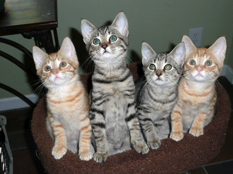 4 sillies in a row.jpg