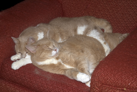 46.25 lbs of love.jpg