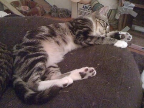 4.25.11_tired cara.jpg