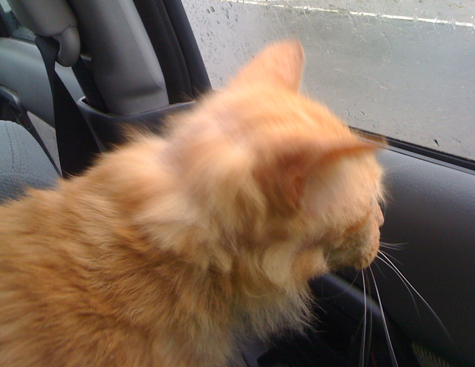 6.9.11_looking out.jpg