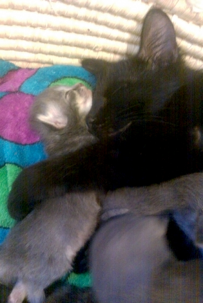 A mothers love.jpg