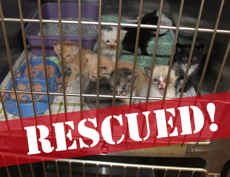 AC 4.28.10 041 rescued.jpg