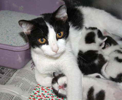 Not On My Watch Remember Cow Mama Covered In Cat Hair