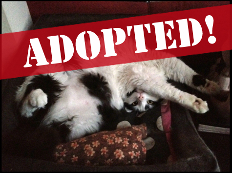 Adopted copy.jpg