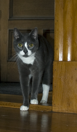 All Hail Sockington.jpg