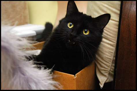 Amberly on Attack copy.jpg
