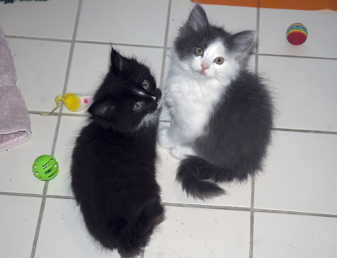 Angel and Fluffy.jpg
