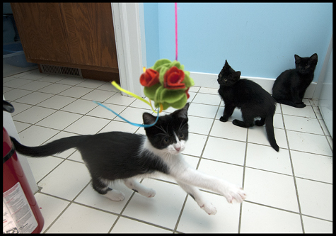 Another Zombie Kitten.jpg