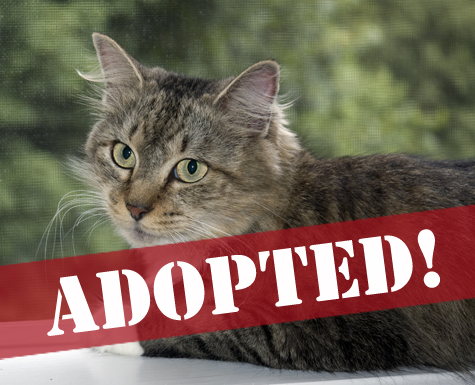 Another lovely portrait adopted.jpg