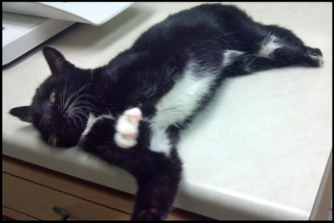At the Vet copy.jpg