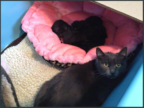BABIES IN THE TUB.jpg
