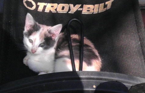 Baby opal in 2011.jpg