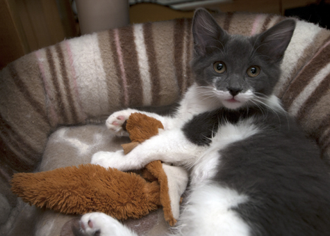 Bandit and Squirrel.jpg