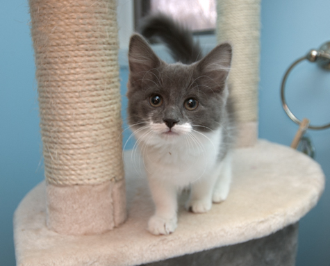 Bandit on Cat Tree.jpg