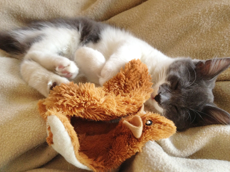 Bandit with Squirrel.jpg