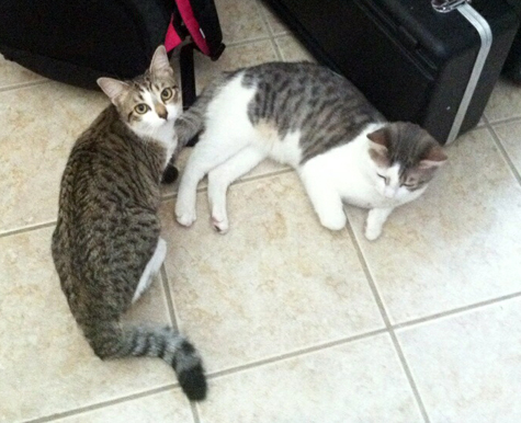 Barney and Bella two.jpg