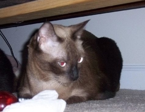 Basil After.jpg