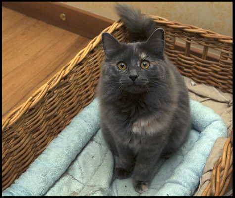 Basket full of cutie.jpg