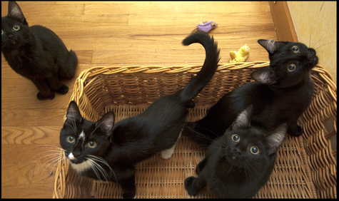 Basket of Babies.jpg