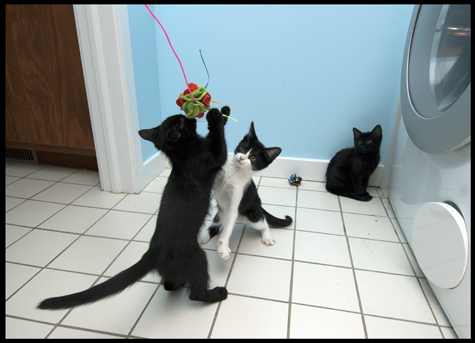 Battle for the Ball.jpg