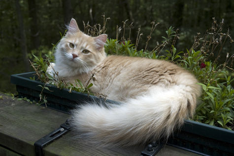 Bed of Flowers sm.jpg