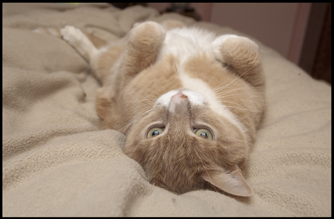 Belly UP.jpg