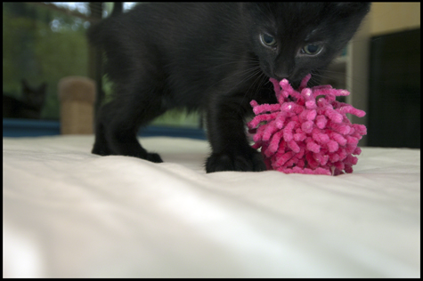 Belly and Ball.jpg