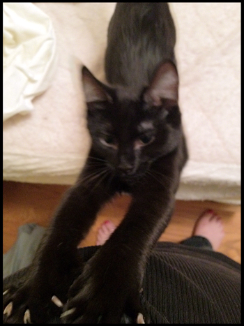Belly claw.jpg