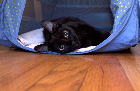 Belly in the Tent.jpg