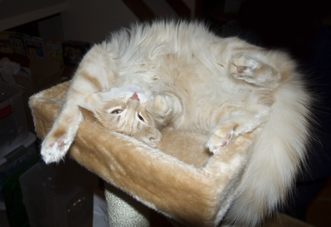 Belly of the Gods copy.jpg