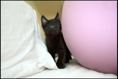 Between an Egg and Pillow RT.jpg