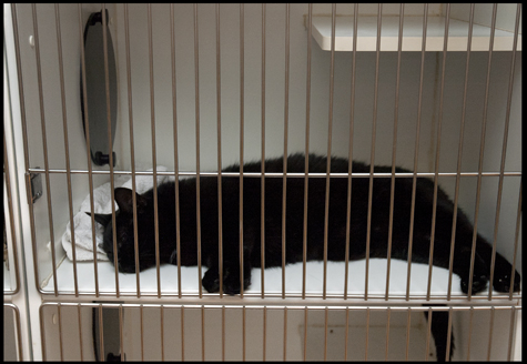 Big Guy in Cage.jpg