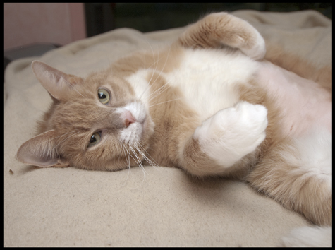 Big Paw, Nicky.jpg