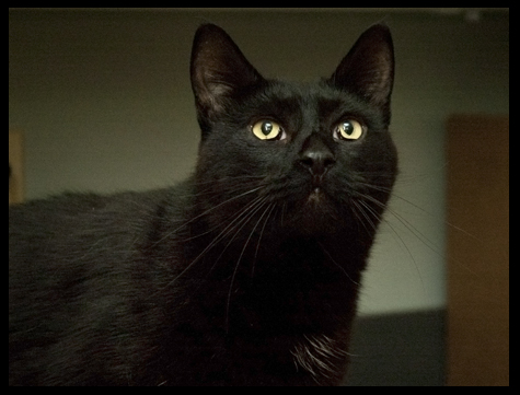 Black kitty copy.jpg