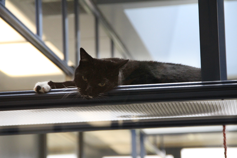 Black_cat_resting copy.jpg
