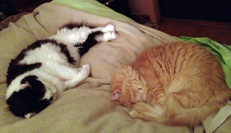 Blitz and DOod resting.jpg