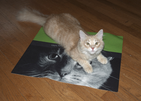 Blitz on the Mat.jpg
