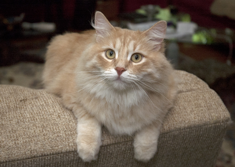 Blitz on top of chair.jpg