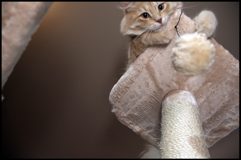 Blitzen on Top with Toy.jpg