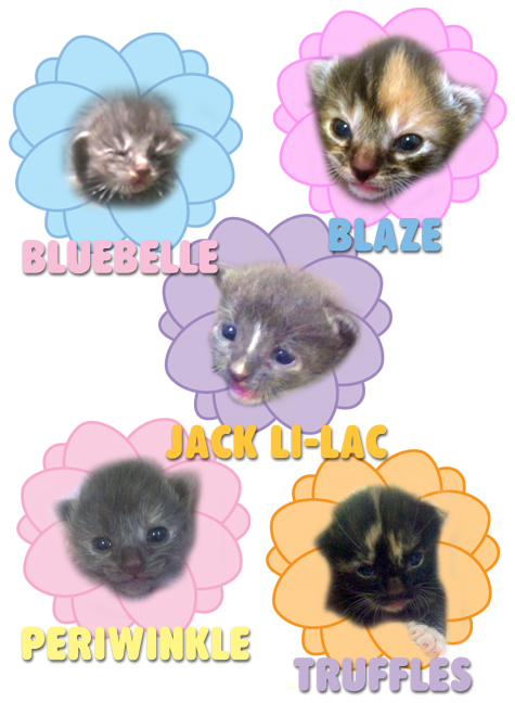 Blog Size All copy.jpg