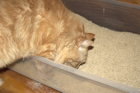 Bob Sniffing CU.jpg
