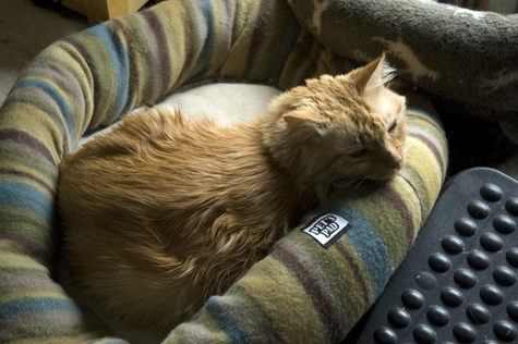 Bob Under Desk.jpg