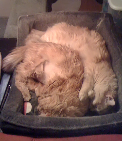 Bob and Blitzen Snuggle.jpg